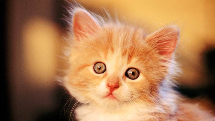 So Sweet Small Cat Looking Front
